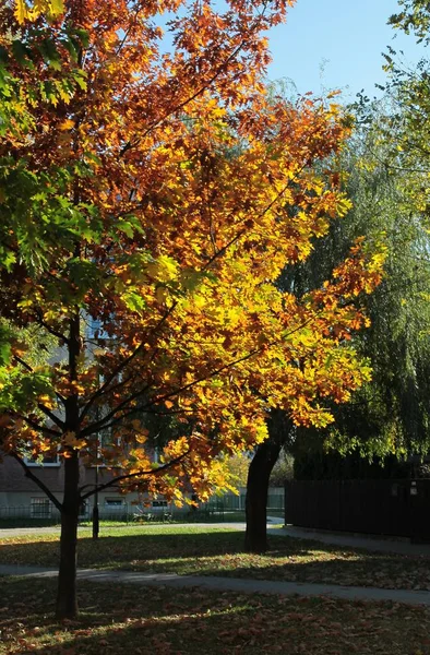 Chêne Rouge Dans Parc Automne — Photo