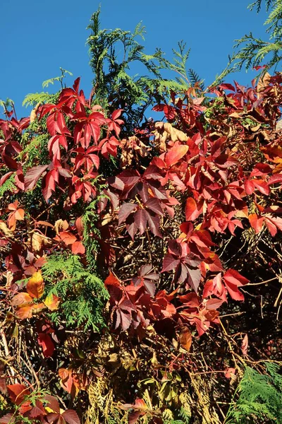 Folhas Vermelhas Videira Selvagem Planta Escalada — Fotografia de Stock