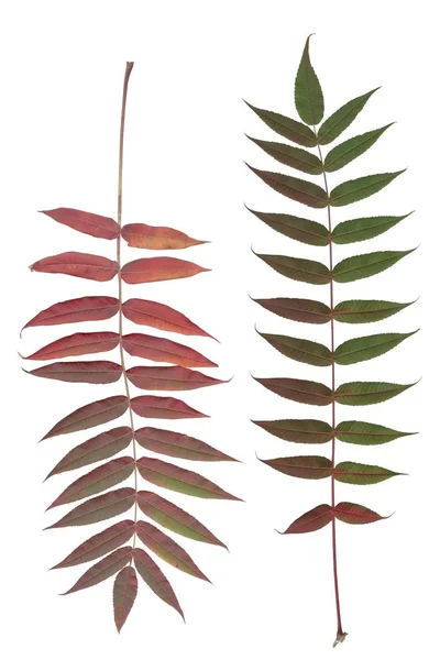 Hoja Roja Verde Anaranjada Amarilla Del Árbol Del Zumaque Otoño — Foto de Stock