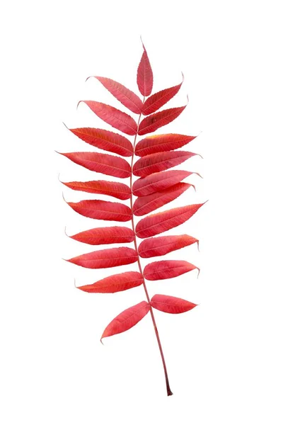 Red Green Orange Yellow Leaf Sumac Tree Autumn — Stock Photo, Image