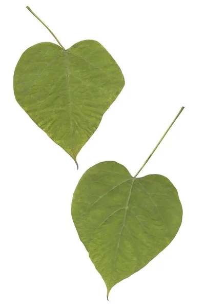 Gröna Blad Catalpa Erubences Tree Närbild Isolerade — Stockfoto