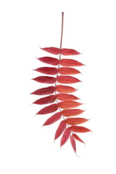 Czerwony Zielony Pomarańczowy Żółty Liść Drzewa Sumaka Jesieni — Zdjęcie stockowe