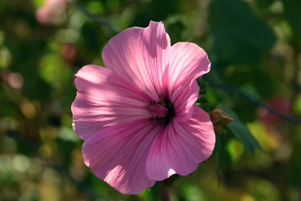 毎年恒例のゼニアオイ植物のピンクの花をクローズ アップ — ストック写真
