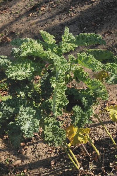 庭でケール野菜 — ストック写真