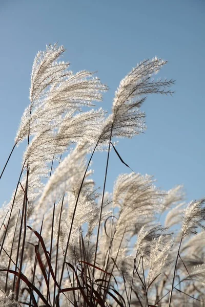 Decoratieve Gras Met Zaden Pluizig Klap Ballen — Stockfoto