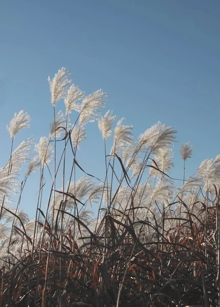 Ornamental Grass Seeds Fluffy Blow Balls — Stock Photo, Image