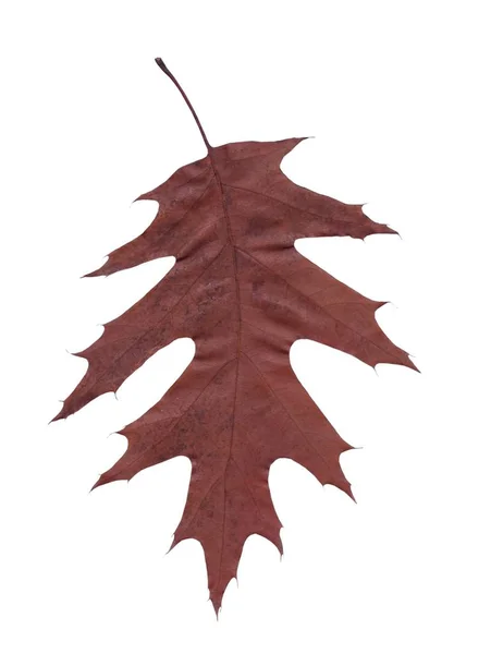 Listy Stromu Červeného Dubu Zblízka — Stock fotografie