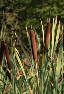 su truncheons kahverengi tohumları yakın çekim