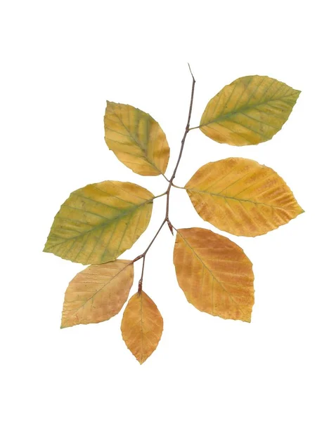 Leaves Beech Tree Close — Stock Photo, Image