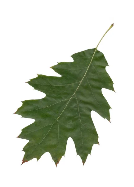 Leaves Red Oak Tree Close — Stock Photo, Image