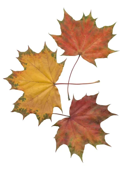 Blätter Des Ahornbaums Herbst — Stockfoto