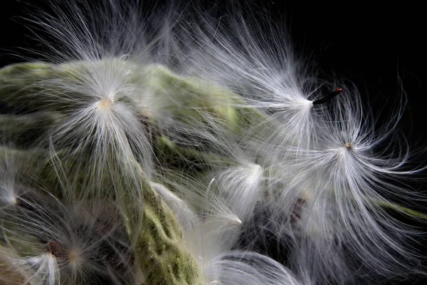 Seeds Common Milkweed Plant Fluffy Blow Balls — Stock Photo, Image