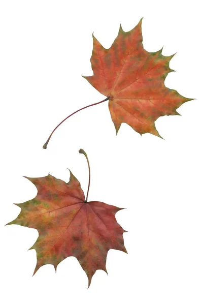 Löv Lönnträd Hösten — Stockfoto