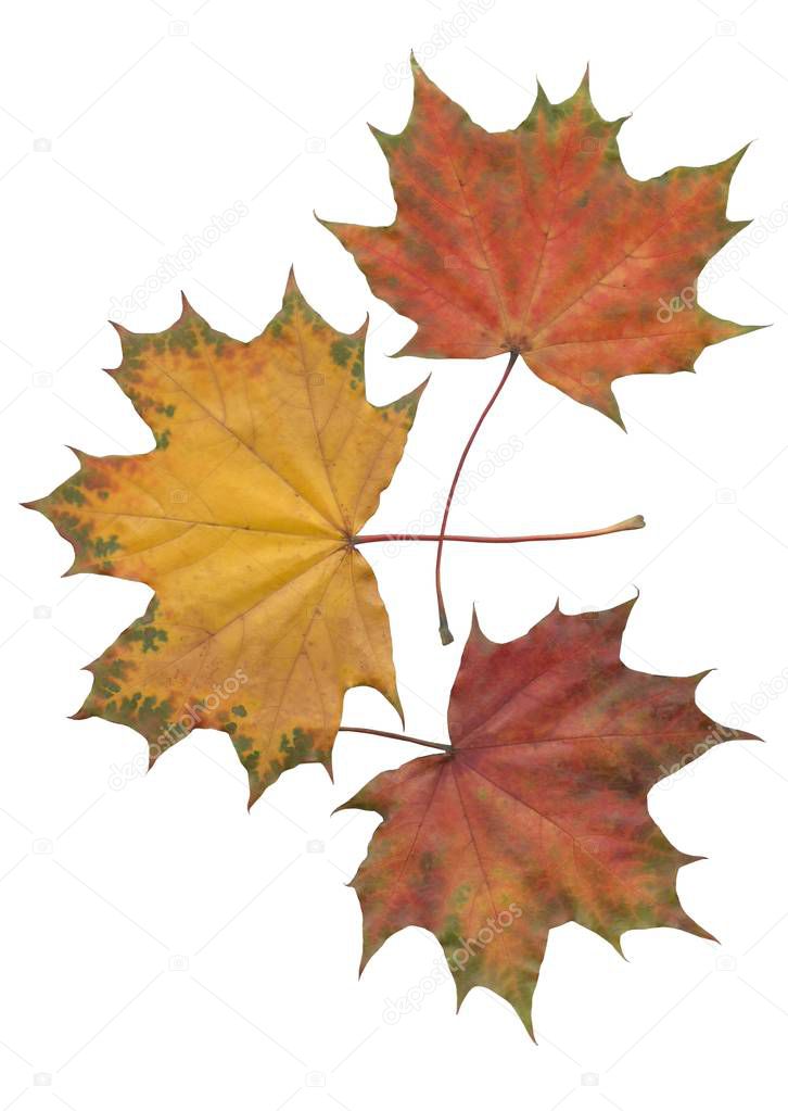 leaves of maple tree at autumn