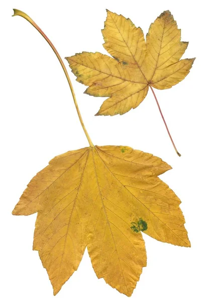 Bladen Sycamore Lönn Närbild — Stockfoto