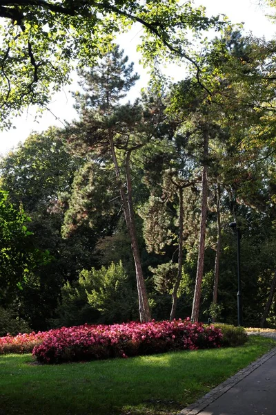 Ağaçlar Ile Parkın Güzel Manzara — Stok fotoğraf