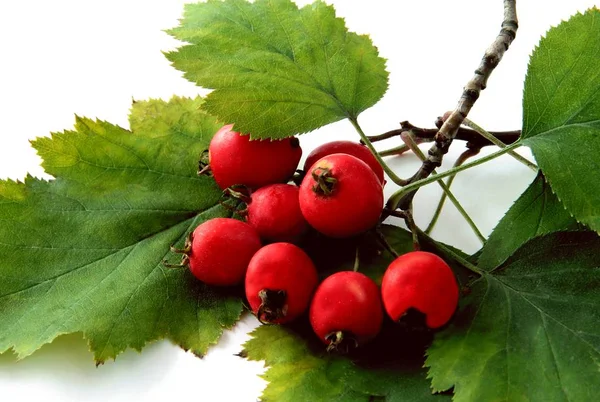Piros Gyümölcsök Sorbus Mougeotii Közelről — Stock Fotó