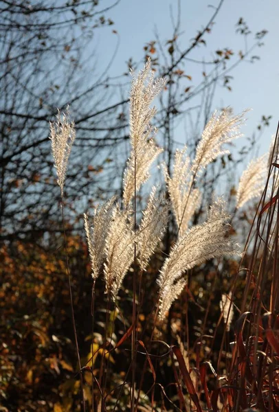 Erba Ornamentale Con Semi Soffiaggio Soffiato Palle — Foto Stock