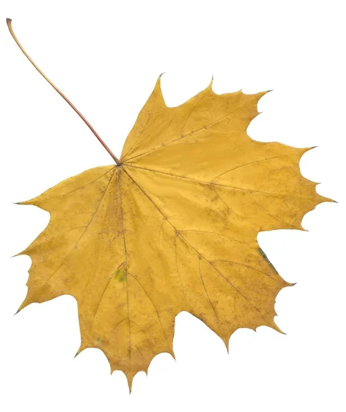 Leaves Maple Tree Autumn — Stock Photo, Image