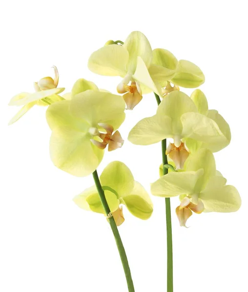 Žluté Květy Orchidejí Phalaenopsis Zblízka — Stock fotografie