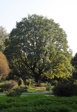 park manzara büyük meşe ağacı