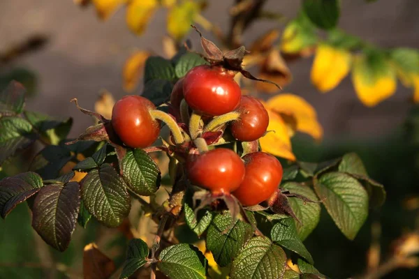 Rosa Canina Çalı Kırmızı Olgun Meyveler — Stok fotoğraf