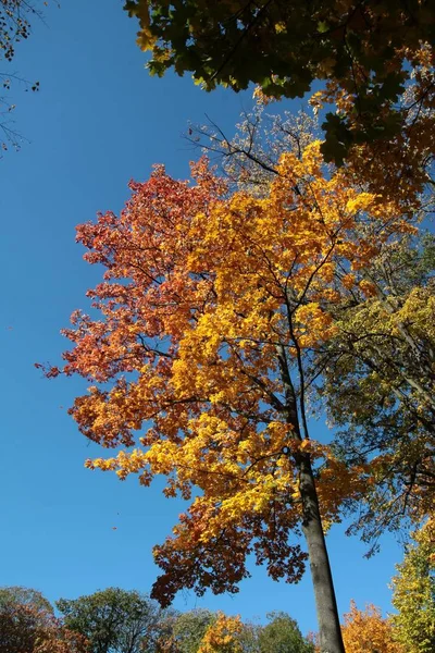 Клен Желтыми Листьями Осенний Сезон — стоковое фото