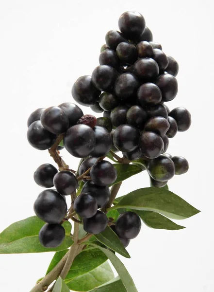 Черные Плоды Тучных Кустарников Осенью — стоковое фото