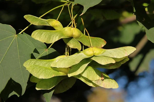 夏のカエデの木の種子 — ストック写真