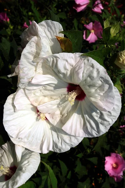 White Flowers Hibiscus Plant Close — Stock Photo, Image
