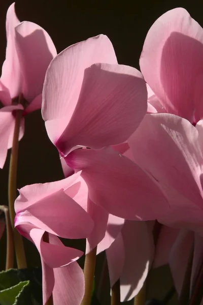 Rosa Blüten Von Cyclamen Topfpflanze Aus Nächster Nähe — Stockfoto