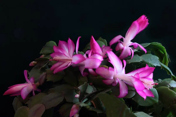Фиолетовые Цветы Суккулентного Растения Названием Декабрь — стоковое фото