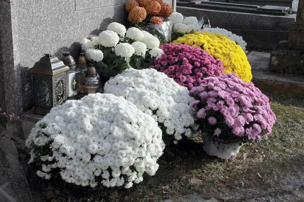 墓の上の多色菊の植物 — ストック写真