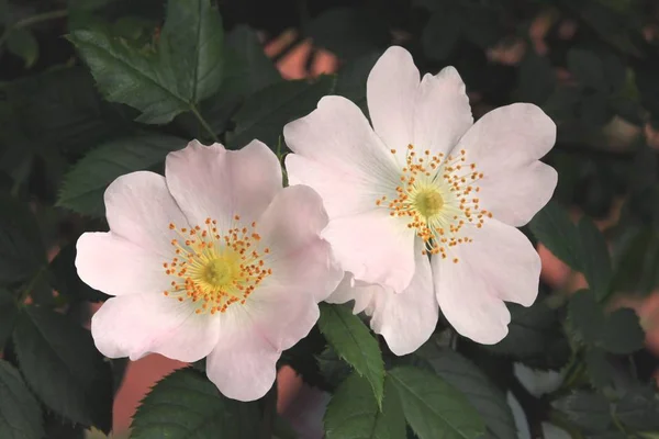 Pink Flowers Rosa Canina Bush — Stock Photo, Image