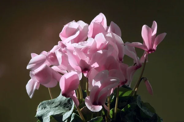 Pink Flowers Cyclamen Potted Plant Close — Stock Photo, Image