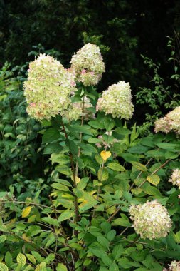 Beyaz ortanca bitkisi çiçek açıyor