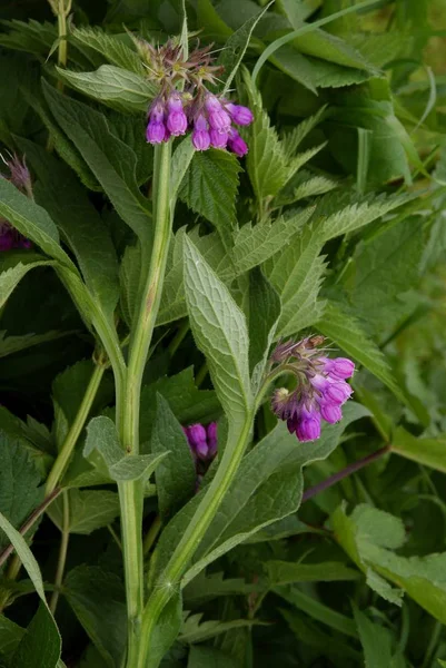 Lila Fleurs Herbe Consoude — Photo