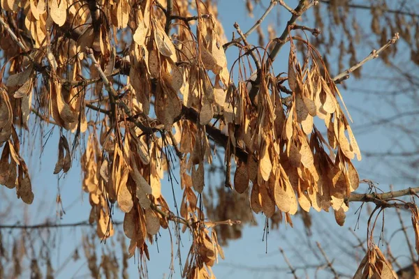 dry,ripe seeds of box-elder tree at autumn