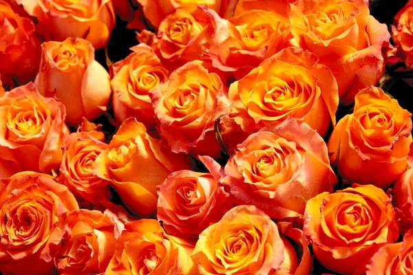 Muchas Rosas Anaranjadas Cerca — Foto de Stock