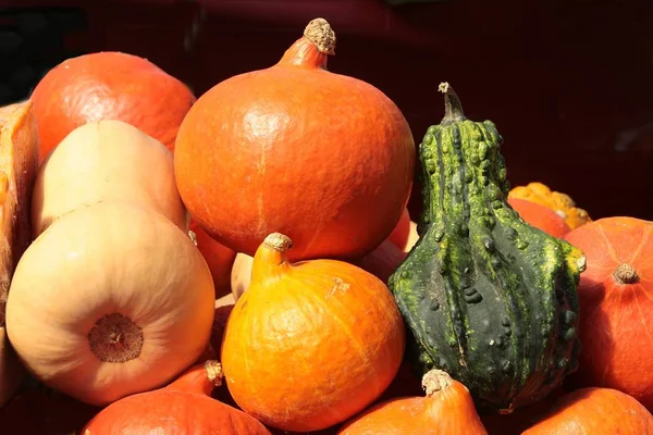 Verschiedene Mehrfarbige Kürbisse Als Gesundes Gemüse — Stockfoto