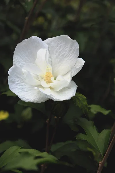 Flores Blancas Planta Hibisco Cerca — Foto de Stock