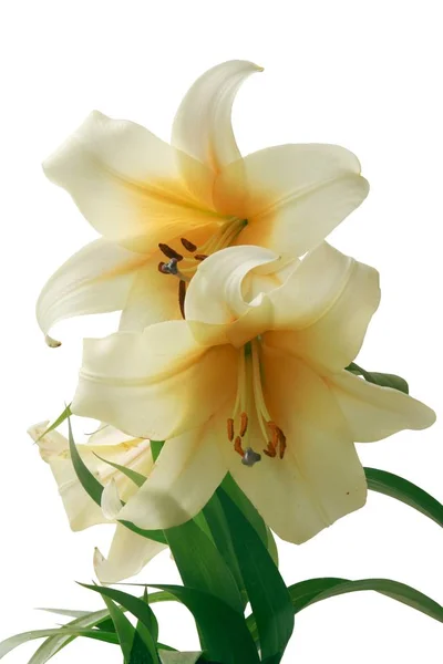 Gelbe Blume Der Lilie Aus Nächster Nähe — Stockfoto
