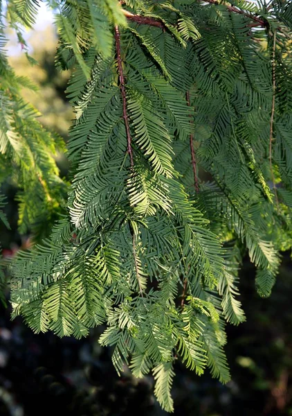 Dalları Metasequoia Glyptostroides Ağacının Yaprakları — Stok fotoğraf