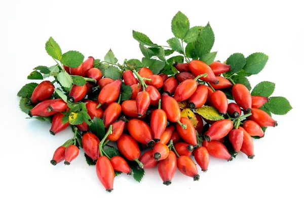 Frutos Rojos Maduros Rosal Silvestre — Foto de Stock
