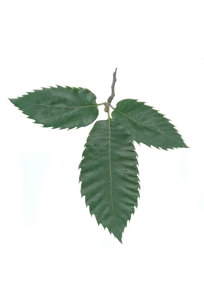 Green Leaves Sweet Chestnut Tree Close — Stock Photo, Image