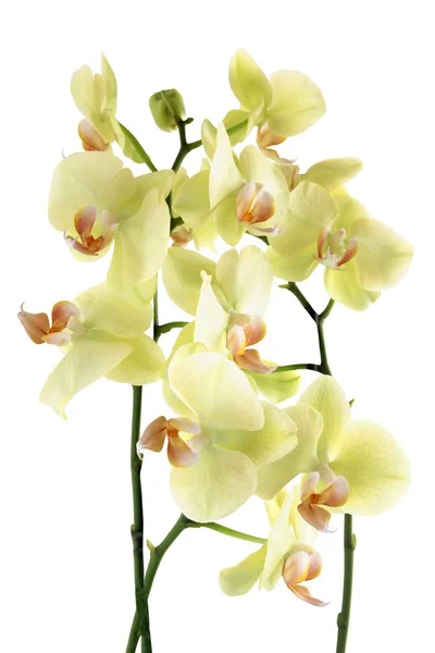 Bonita Orquídea Phalaenopsis Isolado Perto — Fotografia de Stock
