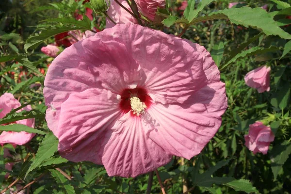 夏のハイビスカス植物のピンクの花 — ストック写真