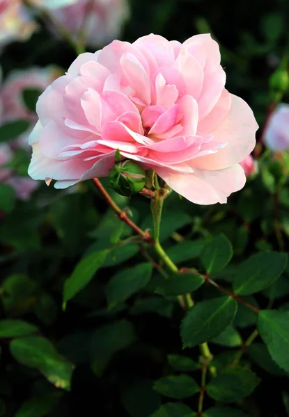 Pretty Pink Rose Close — Stock Photo, Image