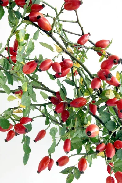 Red Ripe Fruits Wild Rose Bush — Stock Photo, Image