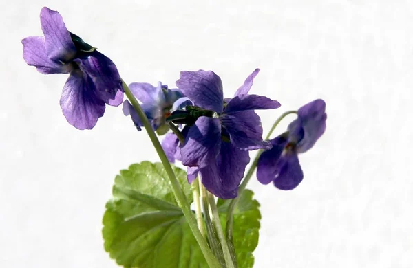 甘い紫色の植物のライラ香りの花クローズアップ — ストック写真